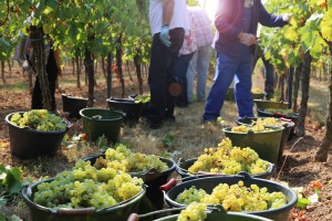 Les vendanges dans les vignobles de France