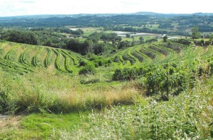 Les vignerons de Corrèze décrochent l’AOP