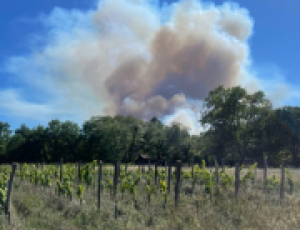 Les flammes épargnent les vignes de Bordeaux