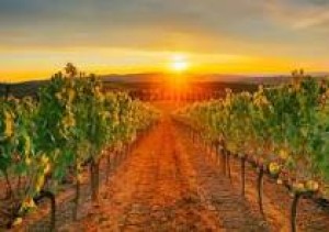 Les aléas climatiques font chuter la production de vin