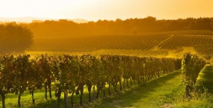 Réchauffement climatique : les Hauts-de-France, une nouvelle région viticole ?