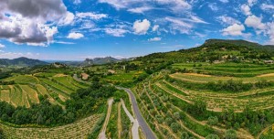Millésime 2022 : une année en demi-teinte pour les vins de la vallée du Rhône