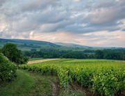 Vin Bourgogne, notre agence H&A accompagne les producteurs de l'Est de la France